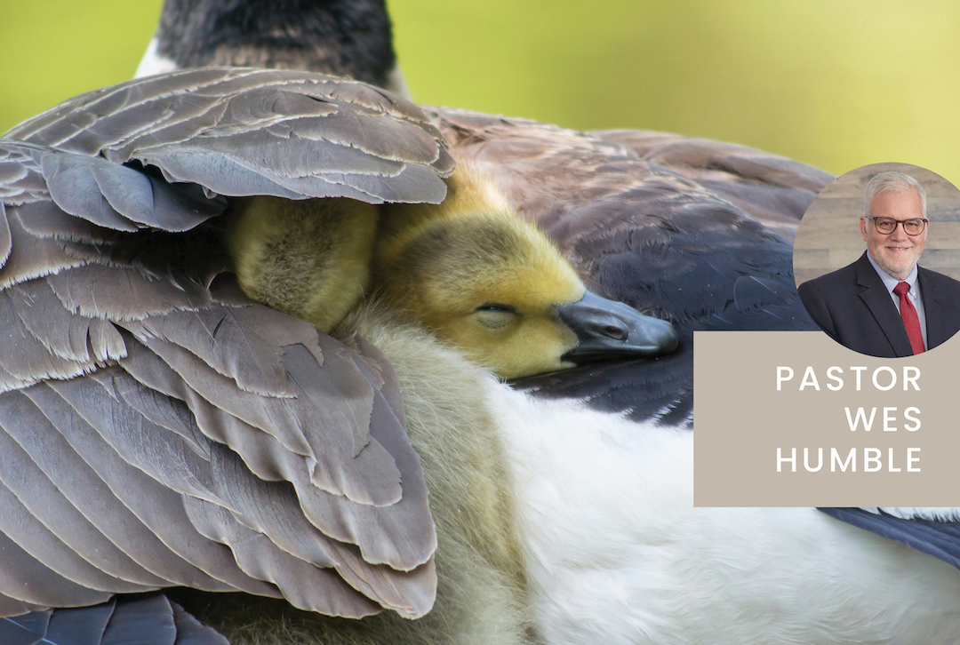 Liberty HealthShare devotionals god will cover you